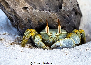 "Ghost Crab, I see you too" - I came across this Ghost Cr... by Owen Palmer 